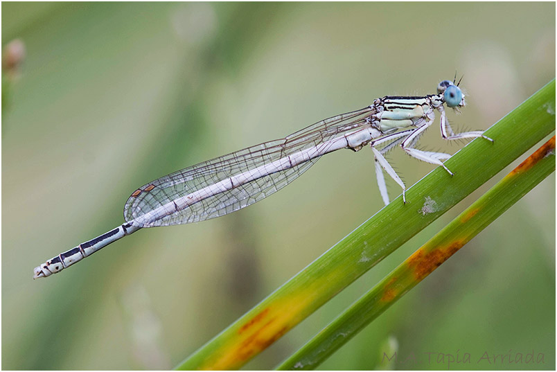 Platycnemis latipes photo 4